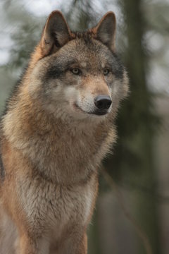 Wolf