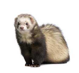 ferret - Mustela putorius furo