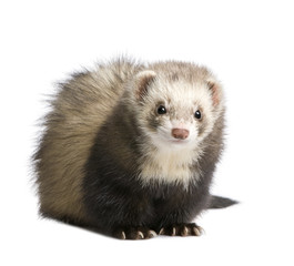ferret - Mustela putorius furo