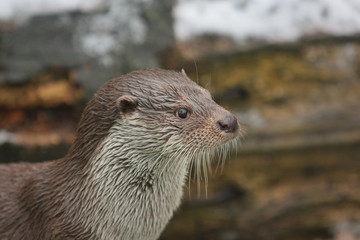 Otter