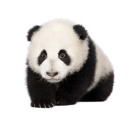 Fototapeta premium Giant Panda (4 months) - Ailuropoda melanoleuca