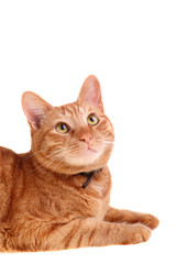 red cat looking up isolated over white background