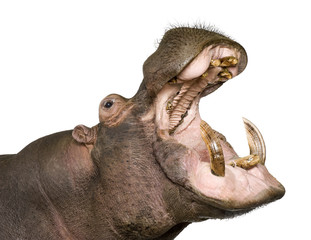 Hippopotamus - Hippopotamus amphibius ( 30 years)