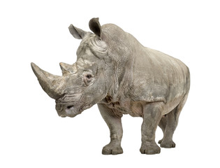 Obraz premium White Rhinoceros - Ceratotherium simum ( +/- 10 years)