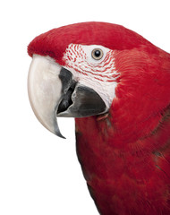 Green-winged Macaw - Ara chloropterus (18 months)