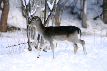 baby mouflon in winter on snow