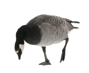 Mixed-Breed goose between Canada Goose and Barnacle Goose  (+/-