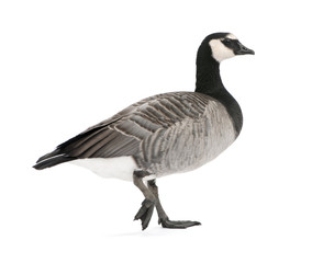 Mixed-Breed goose between Canada Goose and Barnacle Goose  (+/-