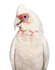 Long-billed Corella - Cacatua tenuirostris © Eric Isselée