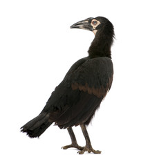 Young Southern Ground-hornbill - Bucorvus leadbeateri (18 months