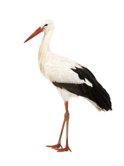 White Stork - Ciconia ciconia (18 months) - obrazy, fototapety, plakaty