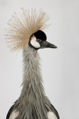 Grey Crowned Crane - Balearica regulorum (18 months)