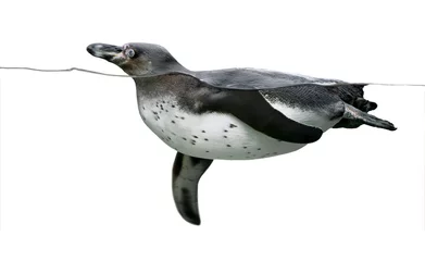 Foto auf Acrylglas Pinguin Pinguin schwimmen