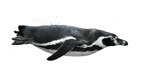 Crédence de cuisine en verre imprimé Pingouin pingouin nageant