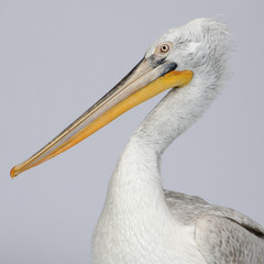 Dalmatian Pelican - Pelecanus crispus(18 months)