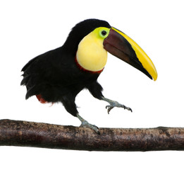 Chestnut-mandibled Toucan - Ramphastos swainsonii (3 years)