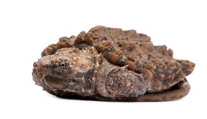 Young Alligator Snapping Turtle - Macrochelys temminckii