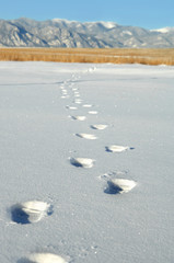 Beckoning footprints to Pike's Peak