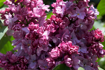 Lilac flowers