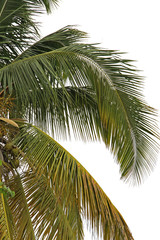 Obraz premium cocotier