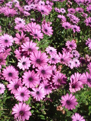 Purple Daisies