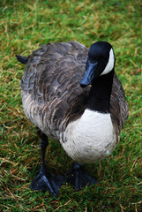 canadian goose