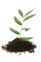 New Life(growth concept)