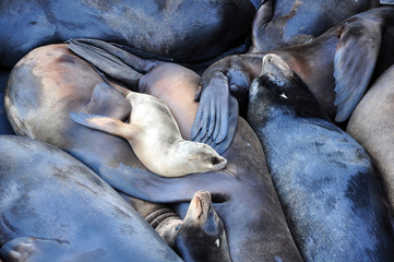 Fototapeta premium Baby sea lion