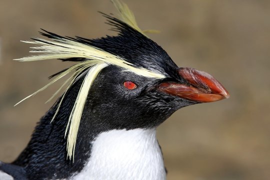 Penguin Rockhopper Portrait