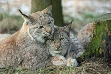 Peel and stick wall murals Lynx Luchs