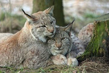 Obraz premium Luchs