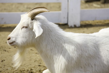 Obraz premium goat