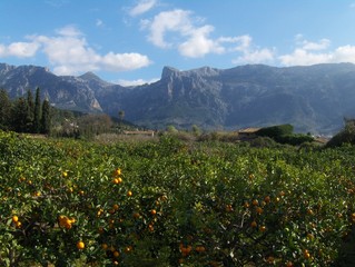 Orangeraie, Soller