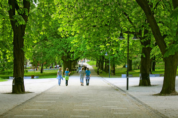 Avenue with green trees