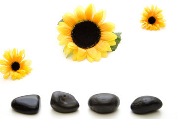 Sonnenblume und Steine