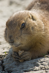 Prairie dog sitting and eating
