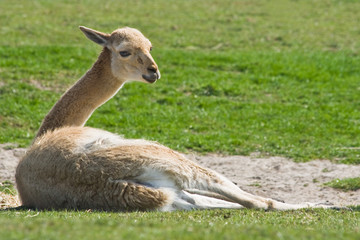 Obraz premium Vicuna