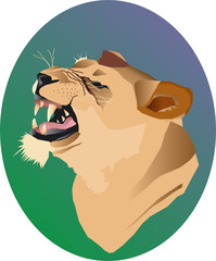Head of the growling and shown lioness