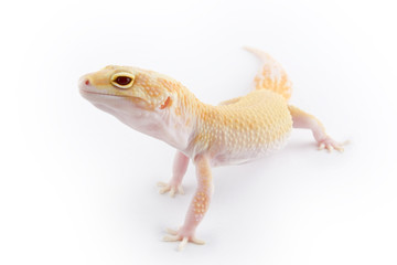 Leopard Gecko