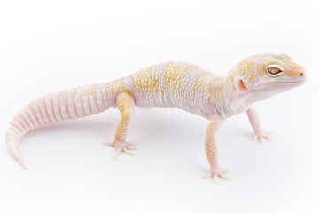 Leopard Gecko