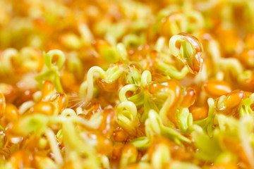 Cress sprouts, horizontal