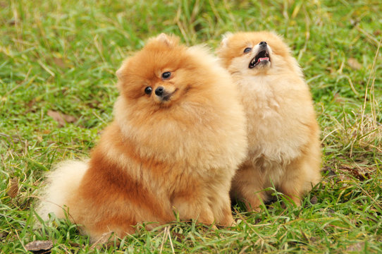 two pomeranian dogs