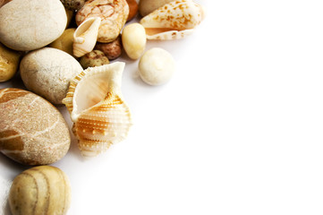 Sea shells collection