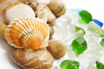 Sea shells collection
