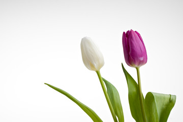 weiße und violette Tulpen