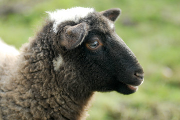 hausschaf, Domestic sheep, Ovis orientalis aries