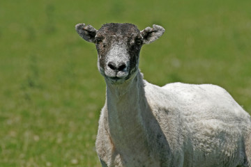 Fototapeta premium Schaf, Sheep