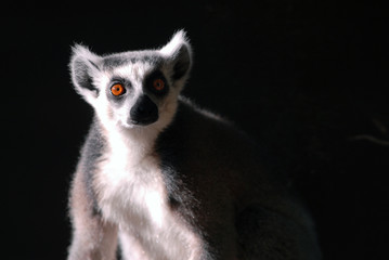 katta, Ring-tailed Lemur, lemur catta