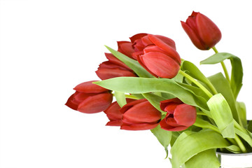 Obraz premium red tulips