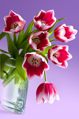 Bouquet from pink tulips